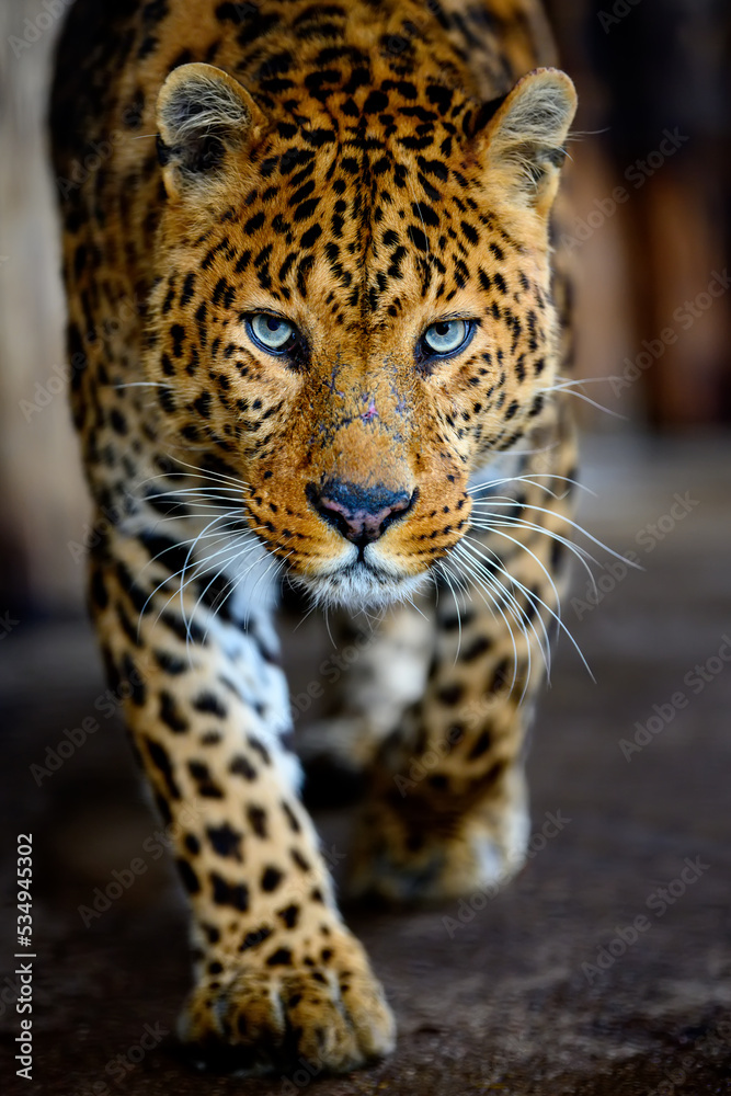 Close up big leopard isolated on black background Close up big leopard isolated on black background