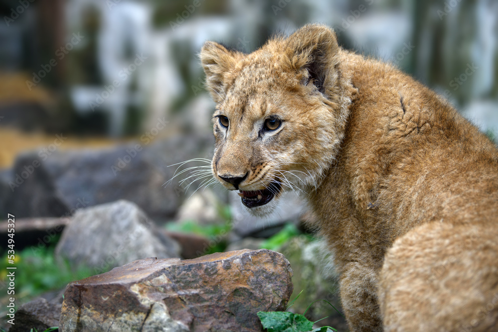 Obraz premium Close up lion cub portrait. Wildlife scene from nature