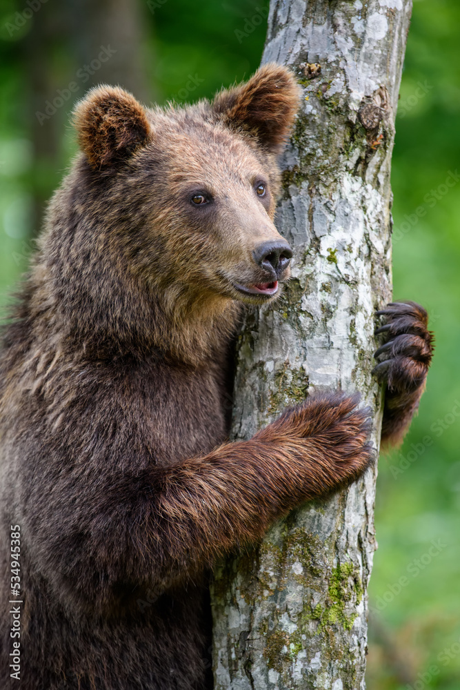 Wild Brown Bear (Ursus Arctos) in the summer forest. Animal in natural habitat