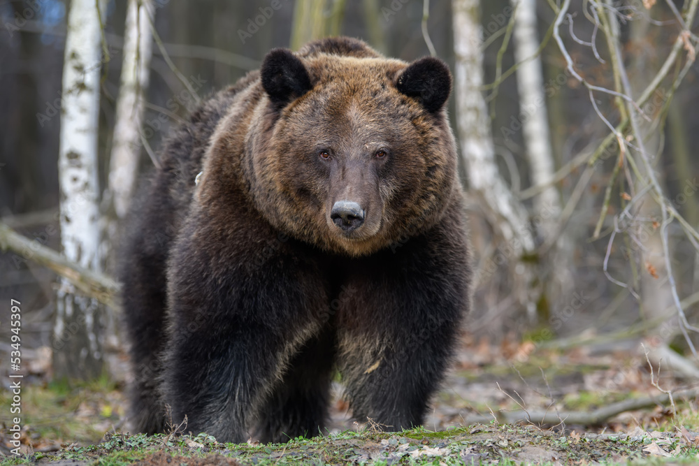 Wild Brown Bear (Ursus Arctos) in the summer forest. Animal in natural habitat