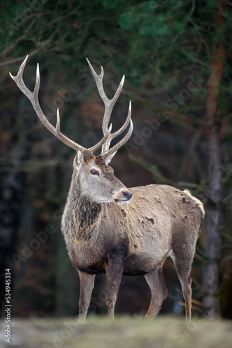 Majestic red deer stag in forest with big horn. Animal in nature habitat. Wildlife scene