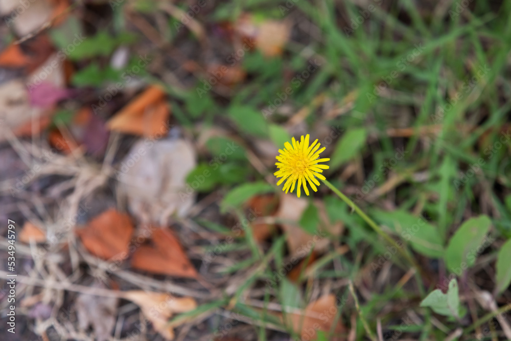 A dandelion blooming by the roadside. A dandelion blooming by the roadside.