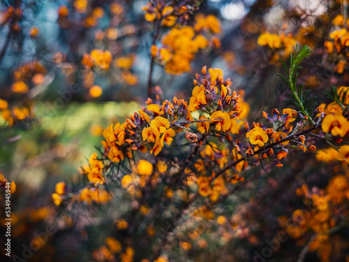 Flowers in the garden