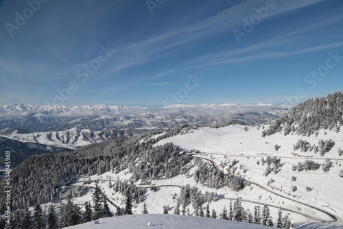 White winter spruces in snow on a frosty day. © murat