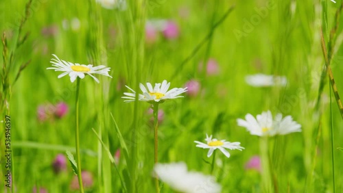 Wild flowers on an alpen meadow in summer. Concept - nature, flowers, spring, biology, fauna, environment, ecosystem. Shallow depth of field.