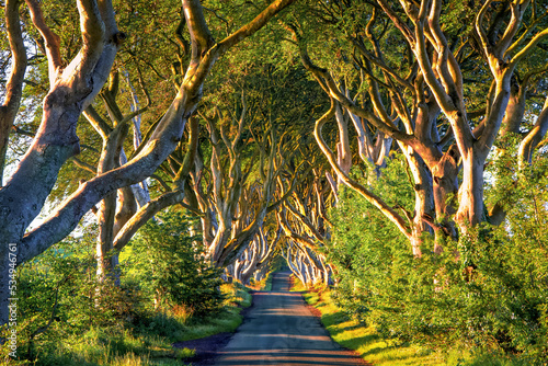 Dark Hedges IV. Romantic, majestic, atmospheric, tunnel-like avenue of intertwined beech trees, planted in the 18th-century in Northern Ireland. View down the road through tunnel of trees at sunrise. photo