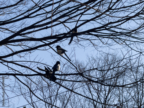 magpies on tree branches in winter