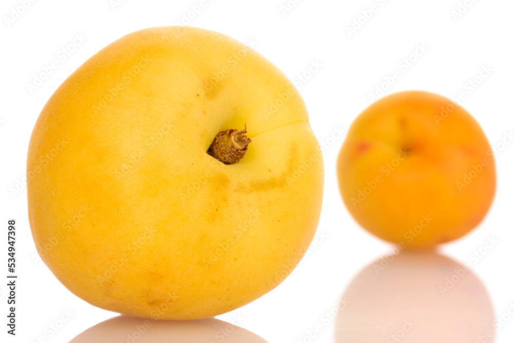 Two organic pineapple apricots, close-up, isolated on white. Two organic pineapple apricots, close-up, isolated on white.