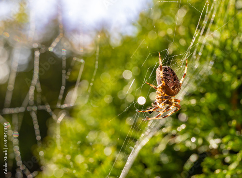 Close up macro shot of a European garden spider, cross spider, Araneus diadematus, sitting in a spider web