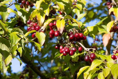 Close up of red and ripe cornelian cherry, also called Cornus mas photo