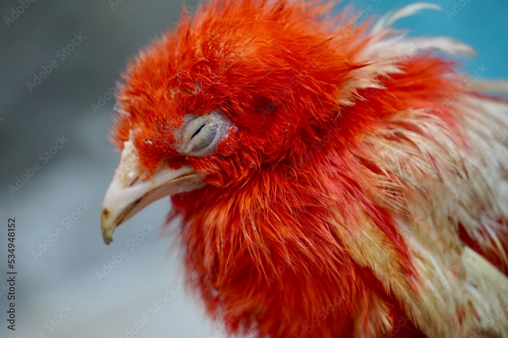 Fototapeta premium Colorful cute red color baby chick hen standing in garden. Portrait of tired baby hen standing alone in poultry. Pet chick baby hen.