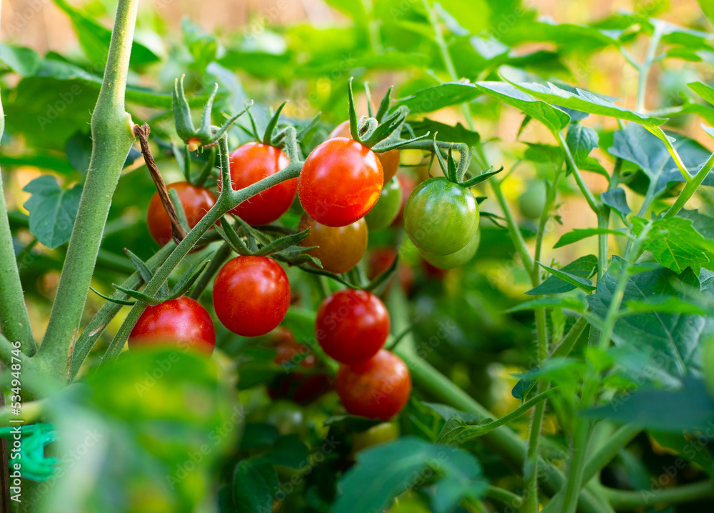 pomidory cherry koktajlowe pomidory cherry koktajlowe