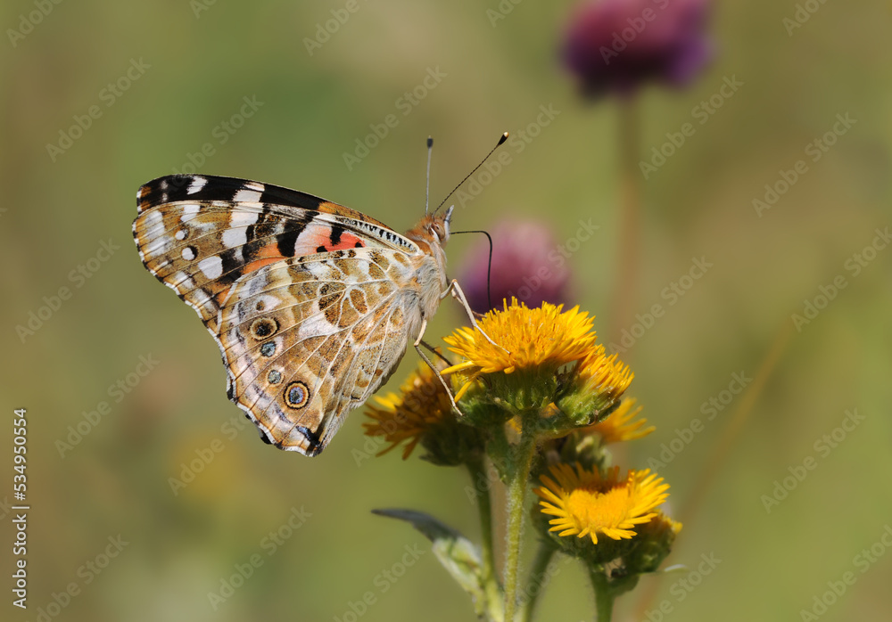 Fototapeta premium A painted lady (Vanessa cardui) feeding on yellow flowers