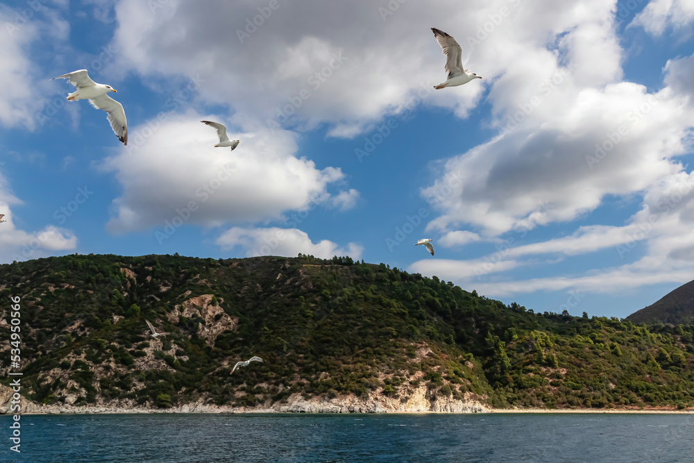 White seagull flying along the coastline of peninsula Athos, Chalkidiki, Central Macedonia, Greece, Europe. View on holy Eastern Orthodox terrain of Mount Athos (Again Oros). Freedom bird blue sky