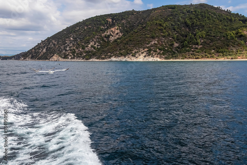 White seagull flying along the coastline of peninsula Athos, Chalkidiki, Central Macedonia, Greece, Europe. View on holy Eastern Orthodox terrain of Mount Athos (Again Oros). Freedom bird blue sky photo