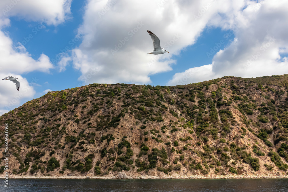 Fototapeta premium White seagull flying along the coastline of peninsula Athos, Chalkidiki, Central Macedonia, Greece, Europe. View on holy Eastern Orthodox terrain of Mount Athos (Again Oros). Freedom bird blue sky