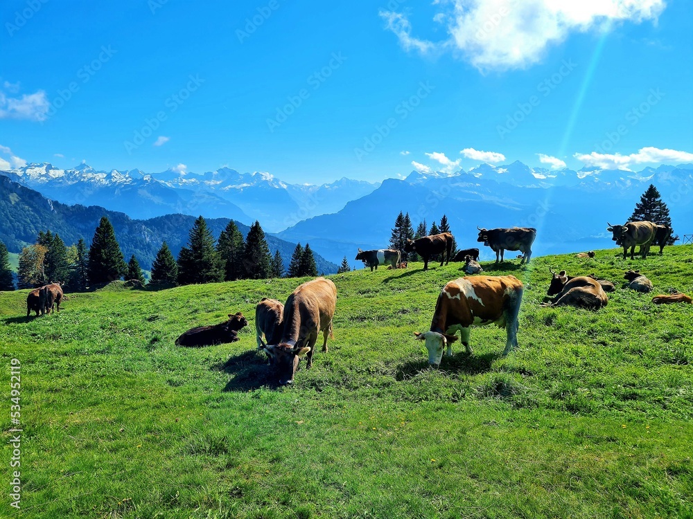 Almidyll bei Rigi Scheidegg