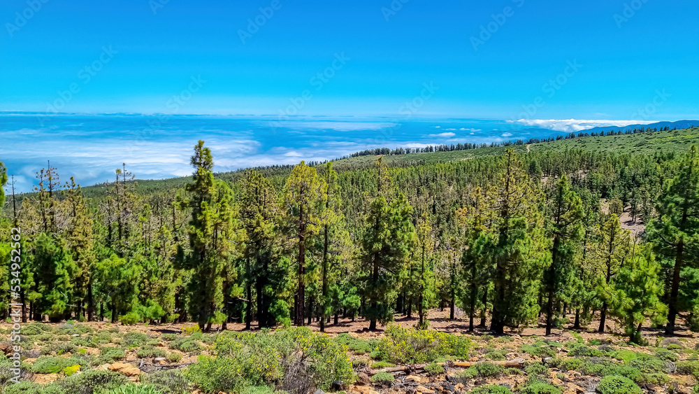 Fototapeta premium Panoramic view on massive Canarian pine tree forest seen from Riscos de la Fortaleza, Mount El Teide National Park, Tenerife, Canary Islands, Spain, Europe. The valley is covered with thick clouds