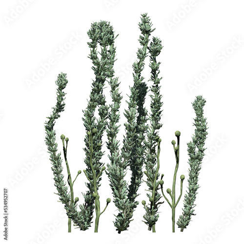 Pond Weed - Front View