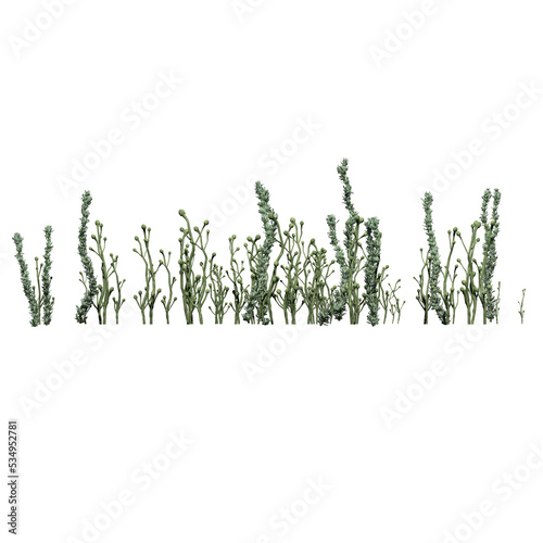 Pond Weed - Front View