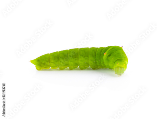 Big green caterpillar isolated on a white background.