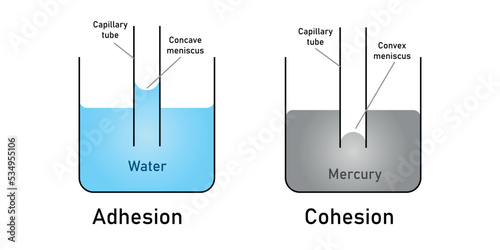 adhesion and cohesion of water. photo