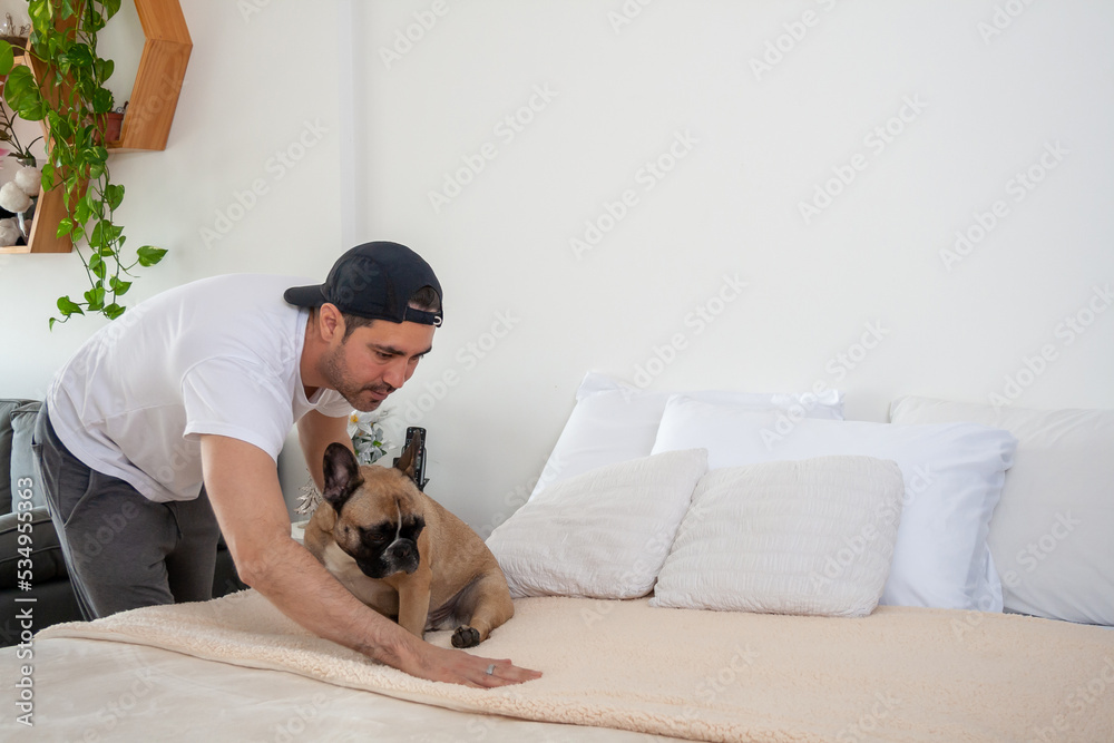 Young man making the bed while his french bull dog is waiting for him on the bed.