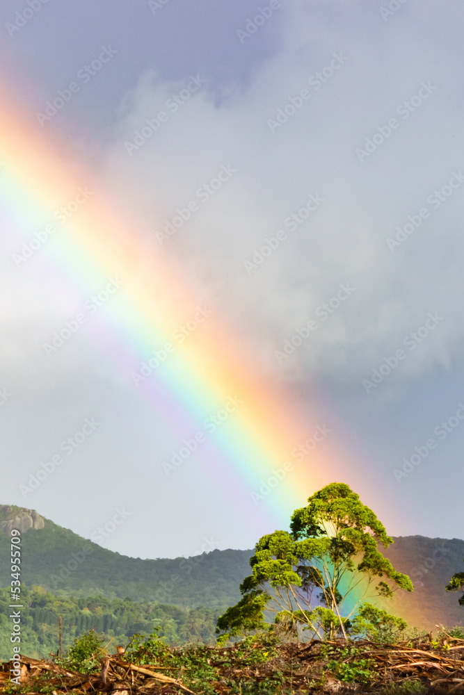 A rainbow behind a tree in Monte Verde, Minas Gerais, Brazil