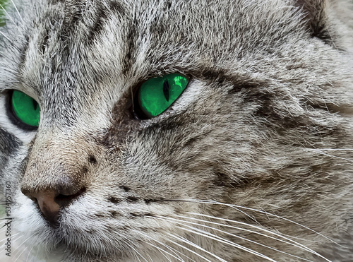 Muzzle of a cat with green eyes close-up. Realistic illustration