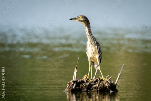 Obraz na płótnie Eurasian bittern w salonie