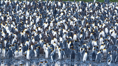 Photo King penguin (Aptenodytes patagonicus) colony at Fortuna Bay, South Georgia Isla