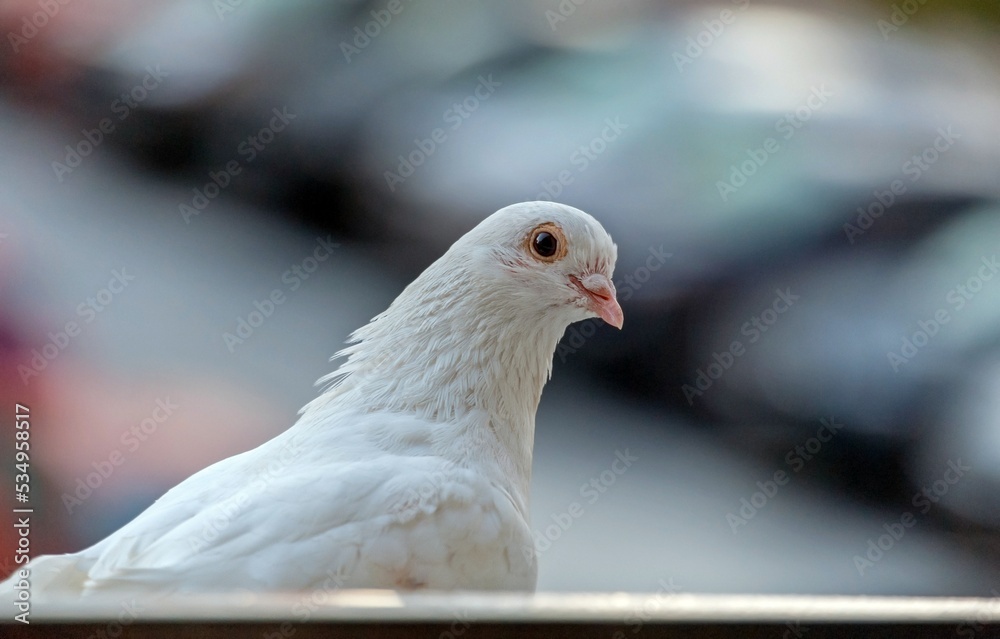 A pigeon sits on the windowsill and looks in the window A pigeon sits on the windowsill and looks in the window