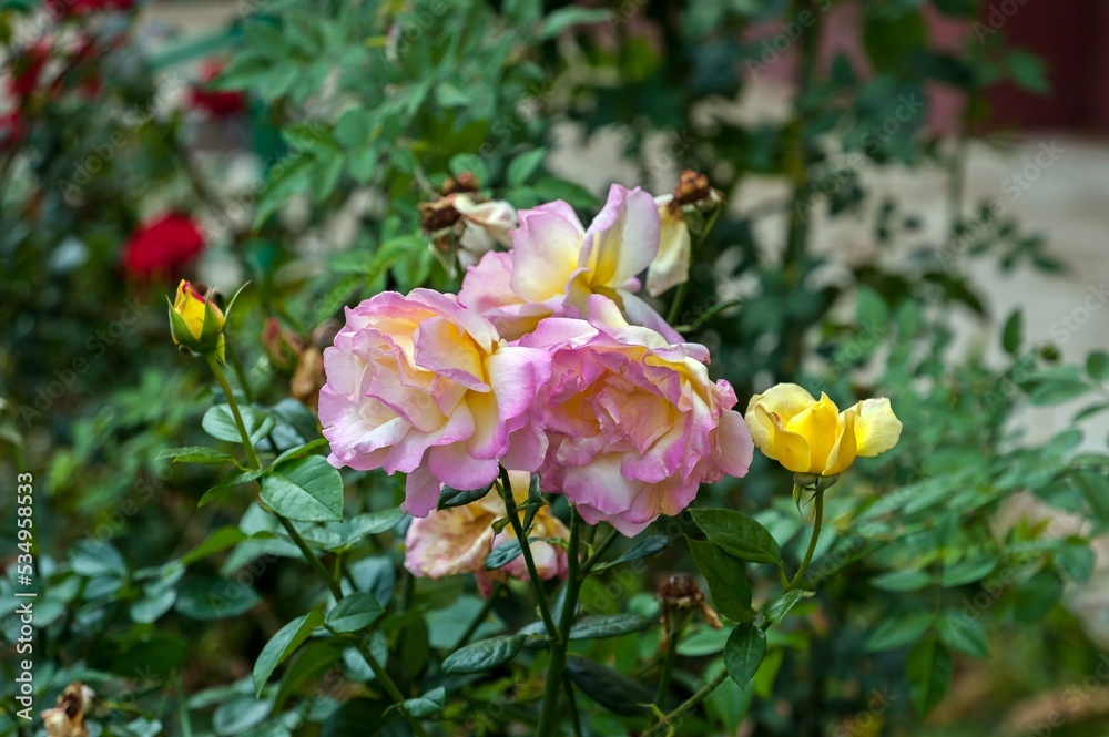 Autumn roses grow in our garden Autumn roses grow in our garden