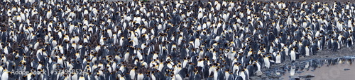 Panorama of a king penguin (Aptenodytes patagonicus) colony at Fortuna Bay, South Georgia Island
