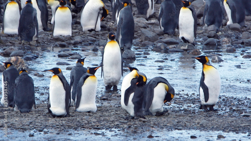 Fototapeta premium King penguins (Aptenodytes patagonicus) in a colony at Fortuna Bay, South Georgia Island