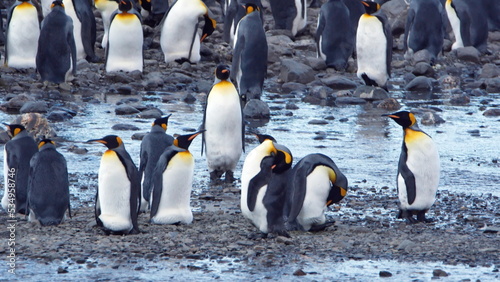 King penguins  Aptenodytes patagonicus  in a colony at Fortuna Bay  South Georgia Island
