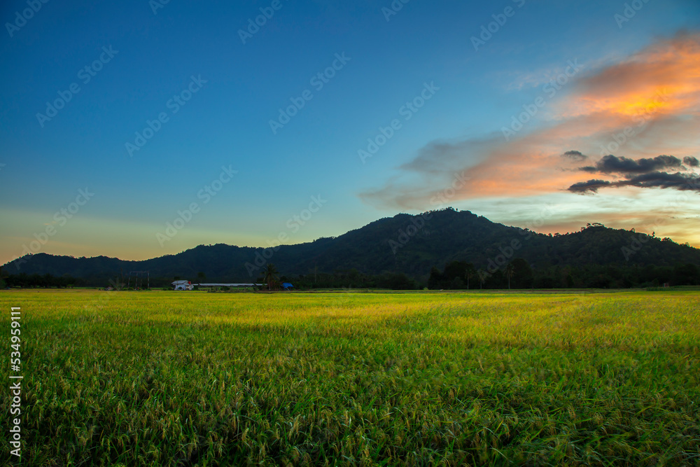 Fototapeta premium stunning sunset over the rice fields with mountains and green and yellow rice in the background