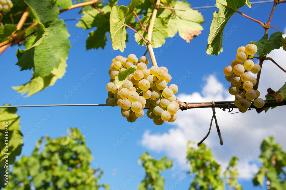 a bunch of white muscat grapes on the vine with green leaves on the background of a blue sky