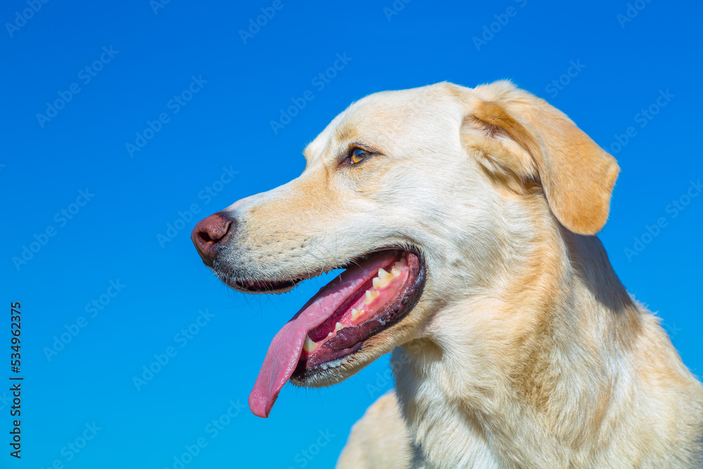 dog portrait and blue sky