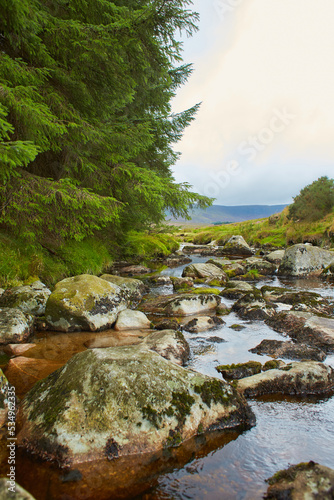 Forest stream surrounded by timberland in ancient old growth forest. Wicklow National Park in Ireland.  photo