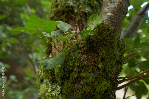 Foliose Lichen on fir branch photo