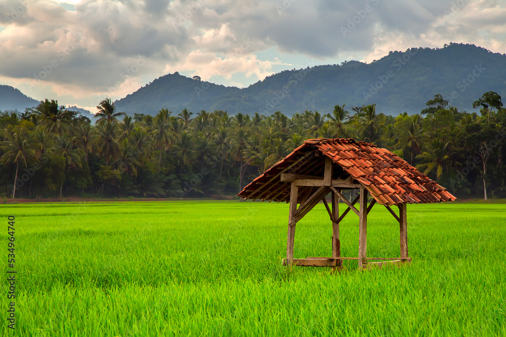 hut in the middle of green rice field with mountain background hut in the middle of green rice field with mountain background