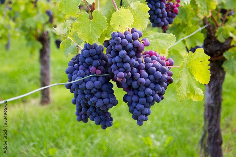 a big bunch of wine blue grapes on the background of a green vineyard