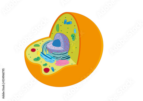 animal cell schema anatomy of an animal isolated on white vector celula animal