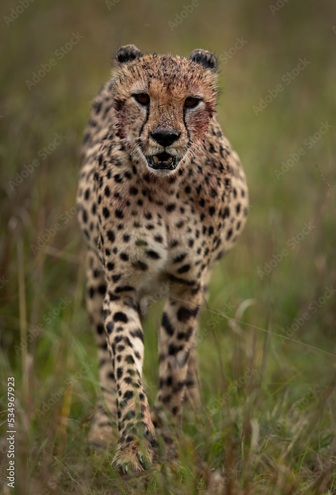 Cheetah on walk after having heavy meal at Masai Mara, Kenya Cheetah on walk after having heavy meal at Masai Mara, Kenya
