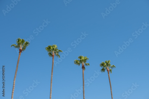 Low angle view of palm trees seen in a row