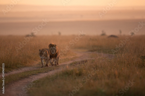 A Lion following a lioness during morning hours in Savanah, Masai Mara, Kenya Fototapet