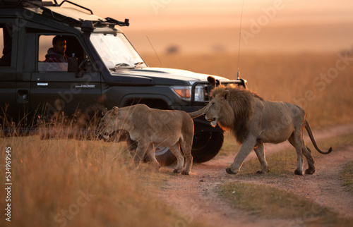 Fototapeta Naklejka Na Ścianę i Meble -  MASAI MARA, KEYNA-SEPTEMBER 06: Tourist watching Lion pair moving in the grassland of Masai Mara National Reserve on 06 September, 2022.