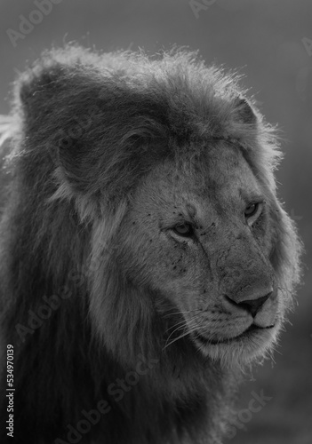 Portrait of a Lion at Masai Mara, Kenya