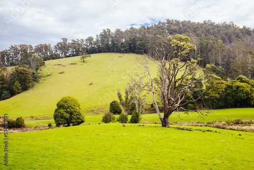 Pyengana Landscape in Tasmania Australia photo